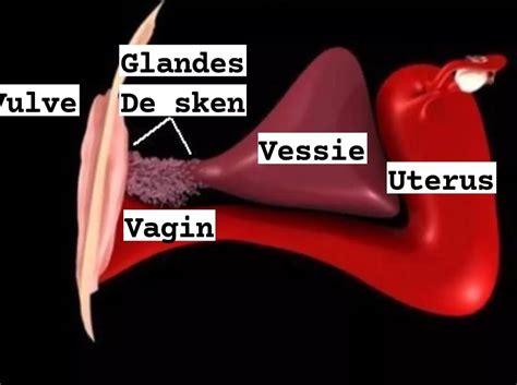 inflammation glande de skene|Glandes de Skene et infections urinaires récurrentes